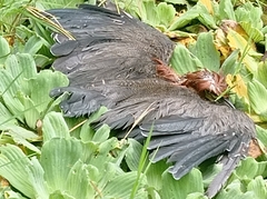 Aramus guarauna