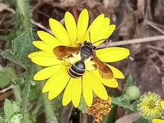 Andrena fulvipennis