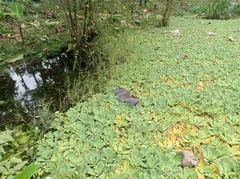 Aramus guarauna