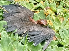 Aramus guarauna