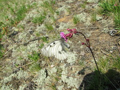 Parnassius mnemosyne