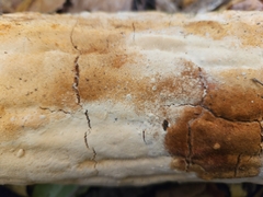 Perenniporia bostonensis