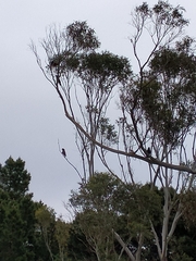 Nestor meridionalis septentrionalis