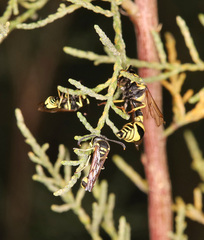 Eumenes mediterraneus