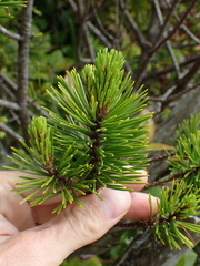 Arceuthobium tsugense contortae