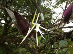Epidendrum nocturnum