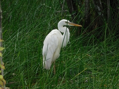 Ardea herodias occidentalis