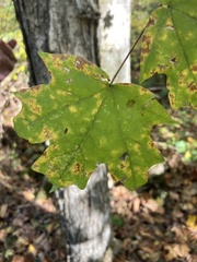 Acer floridanum