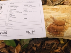 Perenniporia bostonensis