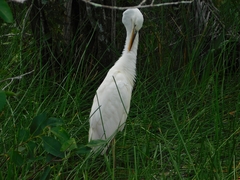 Ardea herodias occidentalis