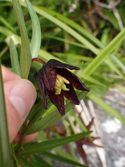 Fritillaria camschatcensis