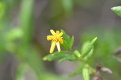 Trixis inula