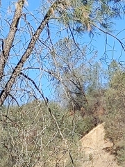 Pinus sabiniana