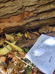 Fulvifomes johnsonianus