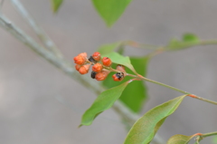 Citharexylum berlandieri