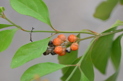 Citharexylum berlandieri