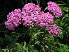 Achillea carpatica