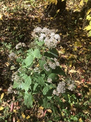 Ageratina