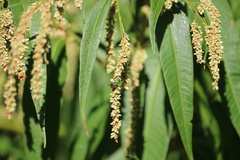 Persicaria lapathifolia