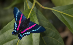 Ancyluris jurgensenii