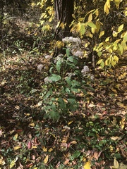 Ageratina