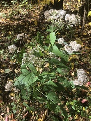 Ageratina