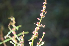 Rumex acetosa