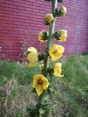 Verbascum virgatum