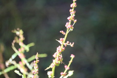 Rumex acetosa