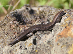 Lampropholis guichenoti