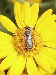Dialictus