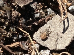 Megalonotus sabulicola