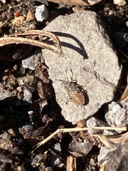Megalonotus sabulicola