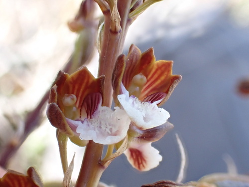 Image of Eulophia micrantha by (c) Ren Hoekstra, some rights reserved (CC BY)