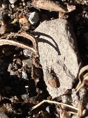 Megalonotus sabulicola