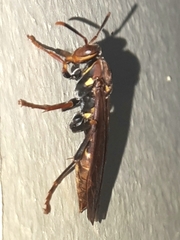 Polistes versicolor