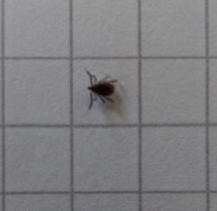 Ixodidae