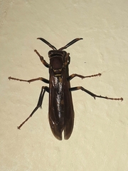 Polistes versicolor