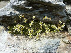 Saxifraga bryoides