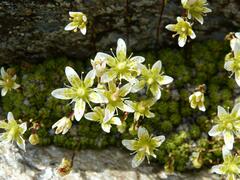 Saxifraga bryoides