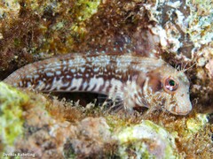 Parablennius goreensis