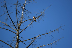Buteo jamaicensis