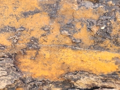 Hypoxylon crocopeplum