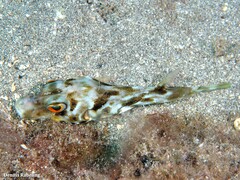 Sphoeroides marmoratus