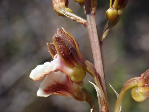 Image of Eulophia micrantha by (c) Ren Hoekstra, some rights reserved (CC BY)