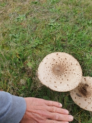 Macrolepiota