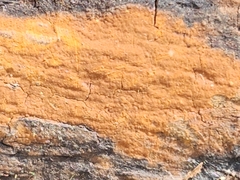 Hypoxylon crocopeplum