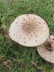 Macrolepiota