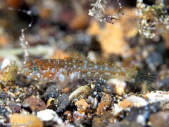 Vanneaugobius canariensis