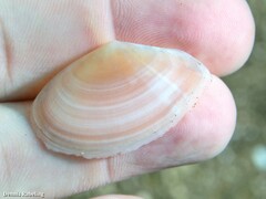 Bosemprella incarnata